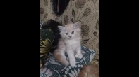 متاح قط لتبني